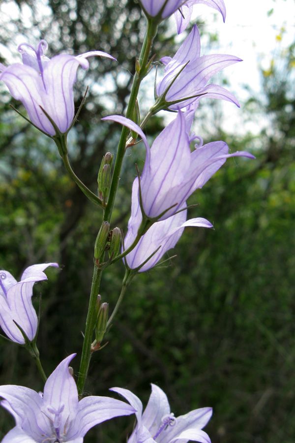 Campanula rapunculus